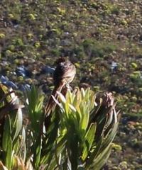 Sphenoeacus afer afer