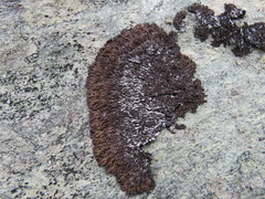 Anaptychia runcinata