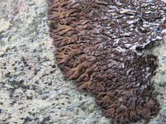 Anaptychia runcinata