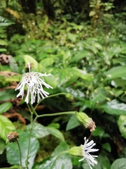 Adenostemma platyphyllum