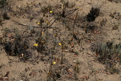 Eulophia hians inaequalis