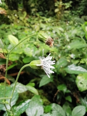 Adenostemma platyphyllum