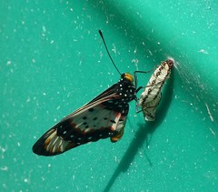 Acraea acara acara