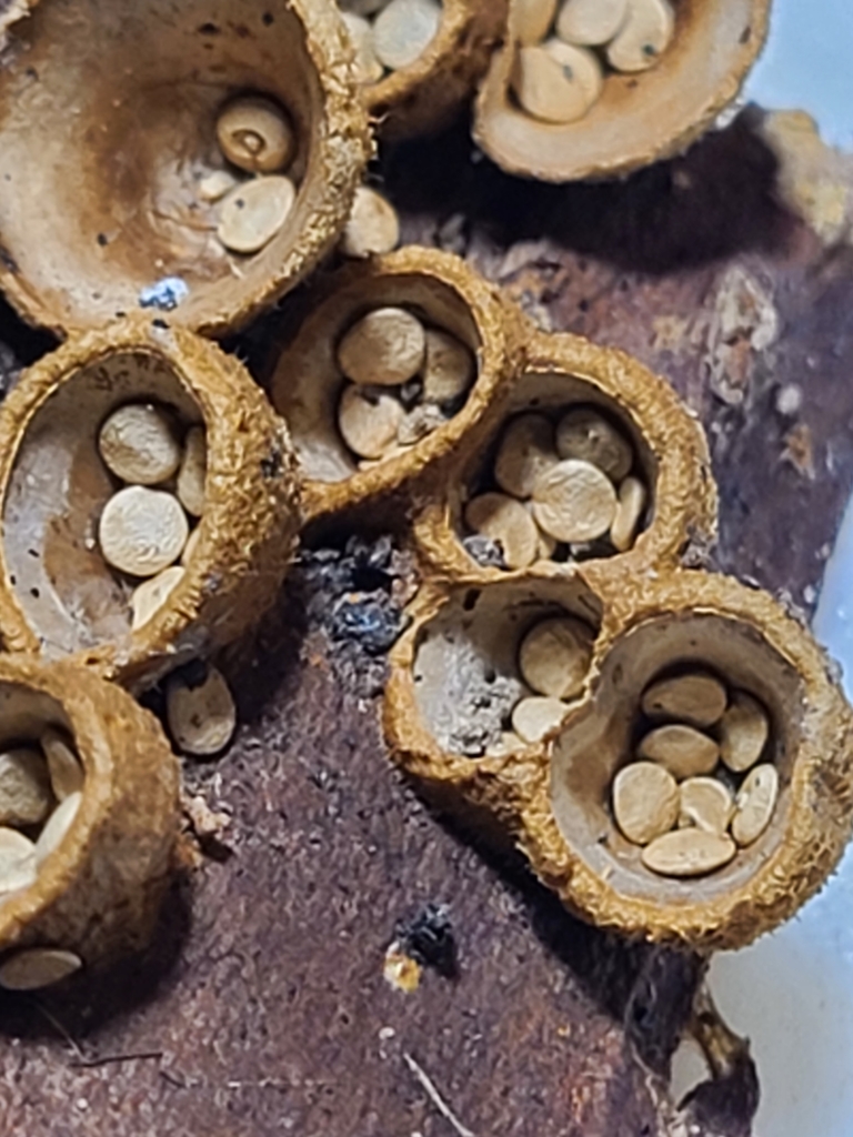 Crucibulum parvulum