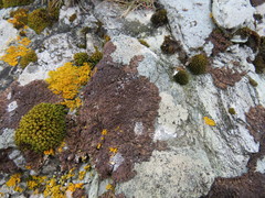 Anaptychia runcinata