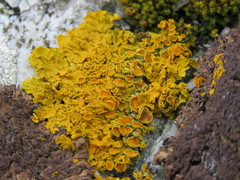 Xanthoria aureola