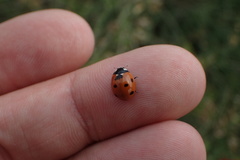 Coccinella septempunctata