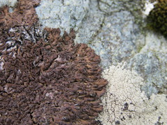 Anaptychia runcinata