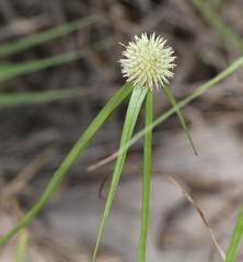 Cyperus cristatus