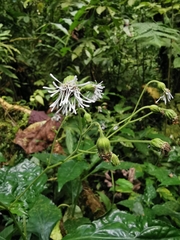 Adenostemma platyphyllum