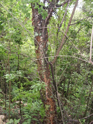 parsleytree