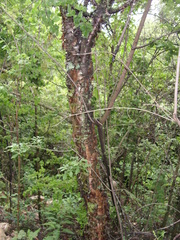 Heteromorpha arborescens abyssinica