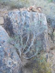Euphorbia loricata