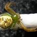 African Mask Spider - Photo (c) Lee, some rights reserved (CC BY-NC), uploaded by Lee