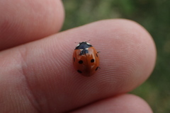 Coccinella septempunctata