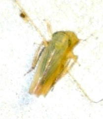 Limotettix