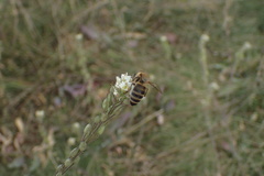 Apis mellifera