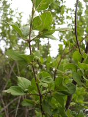 Afrocanthium gilfillanii