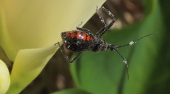 Rhynocoris tristis