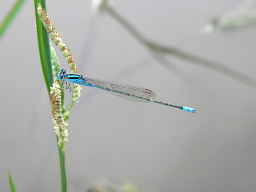 Green-striped slender dartlet photo 6