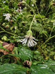 Adenostemma platyphyllum