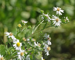 Symphyotrichum bracteolatum