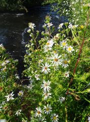 Symphyotrichum bracteolatum