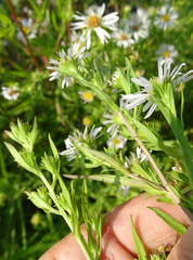 Symphyotrichum bracteolatum