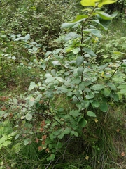 Spiraea flexuosa