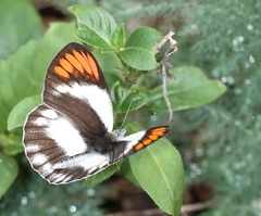 Colotis euippe omphale