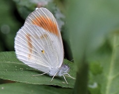 Colotis euippe omphale