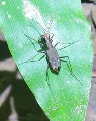 Cylindera kaleea