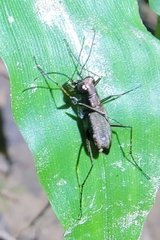 Cylindera kaleea