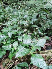 Adenostemma platyphyllum