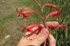 Watsonia angusta