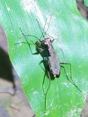 Cylindera kaleea