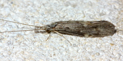 Oecetis cinerascens