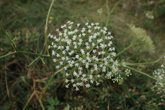 Falcaria vulgaris