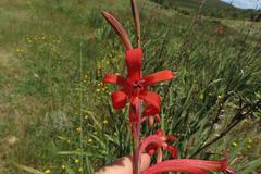 Watsonia angusta