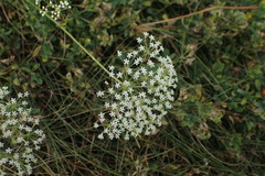 Falcaria vulgaris