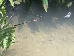 Pseudagrion microcephalum