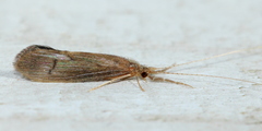 Oecetis inconspicua