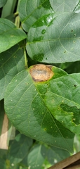 Anarsioses aberrans