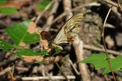 Papilio dardanus cenea