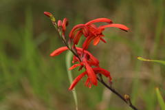 Chasmanthe aethiopica