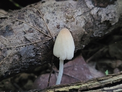 Coprinellus xanthothrix