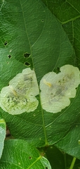 Anarsioses aberrans