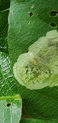 Anarsioses aberrans