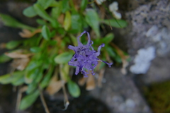 Phyteuma globulariifolium