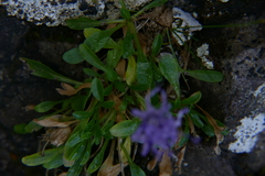 Phyteuma globulariifolium